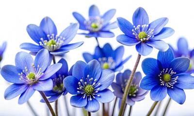 Spring flowers on white background