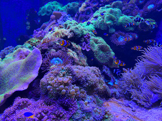 Clownfish and tropical fish swimming around colorful coral reefs in the deep blue ocean, vibrant...