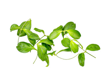 silhouette of a green ivy plant