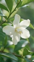 A close-up of a white gardenia flower with lush green leaves in the background.
