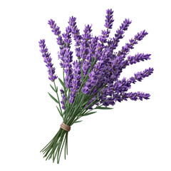Naklejka premium bunch of lavender isolated on transparent background cutout