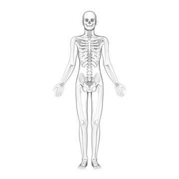 human body, skeleton model, 3d rendered illustration