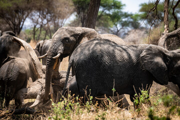 Elefanten im Tarangire Nationalpark
