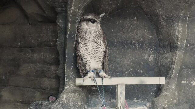 An owl in a zoo chained by its leg as a photo media vehicle. Owl ride in a zoo.