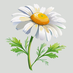 Single White Daisy Flower with Green Leaves Illustration