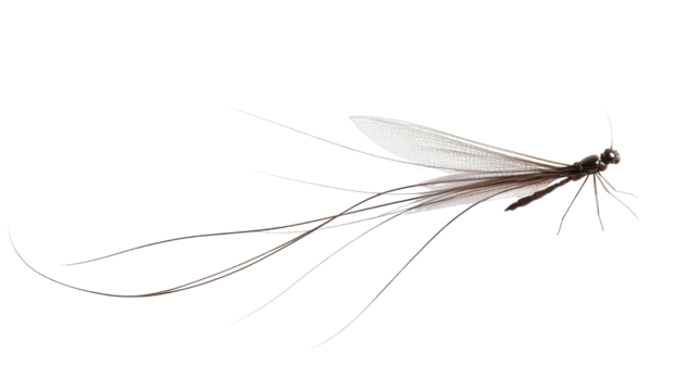 Mayfly with long tail filaments Transparent background, PNG file