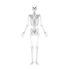 skeleton, human body, medical 3d model