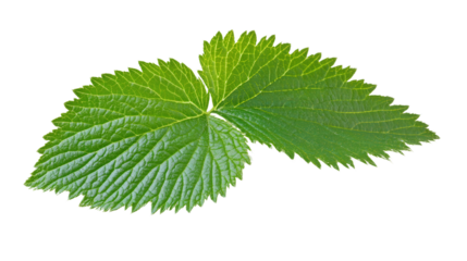 Mimosa pudica sensitive plant leaf Transparent background, PNG file