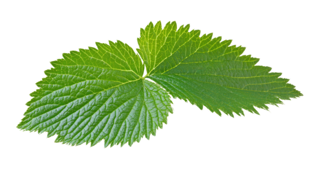 Mimosa pudica sensitive plant leaf Transparent background, PNG file