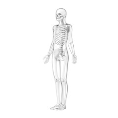 human body, skeleton model, 3d rendered illustration