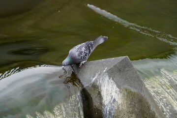City pigeons drink from the Leine waterfall at the Friederiken Bridge in Hanover, Germany.
