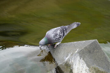 City pigeons drink from the Leine waterfall at the Friederiken Bridge in Hanover, Germany.