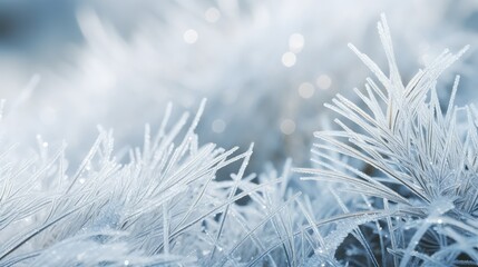 pine christmas texture