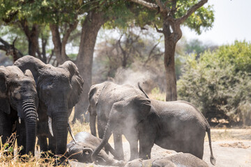 Elefanten im Tarangire Nationalpark