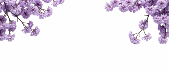Beautiful cherry blossom branches frame transparency background, creating serene and tranquil atmosphere. delicate purple flowers evoke feelings
