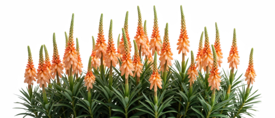 Vibrant orange flowers bloom gracefully among lush green foliage, creating stunning visual display in garden setting