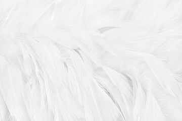 White grey color bird feather pattern texture for background and design.