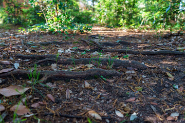 Fototapeta premium Exposed tree roots creating texture on a forest floor, covered with fallen leaves and small patches of green grass, leading into a sun-dappled woodland path.