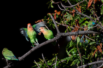 Inséparables posés sur une branche © PPJ