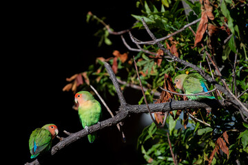 Inséparables posés sur une branche © PPJ