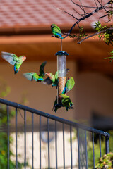 Groupe d'inséparables autour d'une mangeoire dans un jardin en Namibie © PPJ