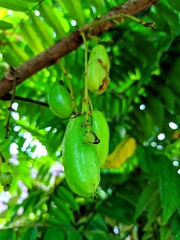 A bunch of bilimbi on a branch