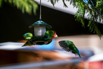 Groupe d'inséparables autour d'une mangeoire dans un jardin en Namibie © PPJ
