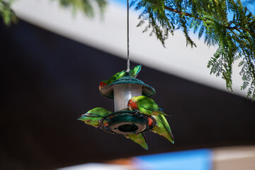 Groupe d'inséparables autour d'une mangeoire dans un jardin en Namibie © PPJ