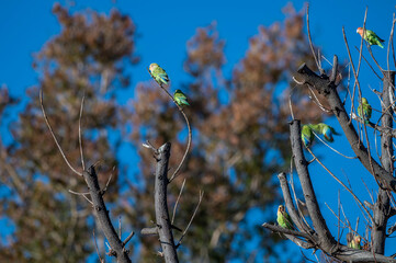 Inséparables posés dans un arbre © PPJ