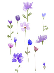 violet flowers isolated on white background
Watercolor flowers 