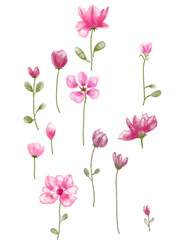 pink flower background on white 
Watercolor flowers 
PNG 