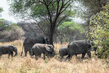 Elefanten im Tarangire Nationalpark