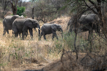 Elefanten im Tarangire Nationalpark