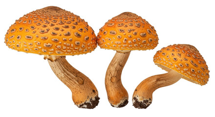 Isolated Group of Amanita Mushrooms