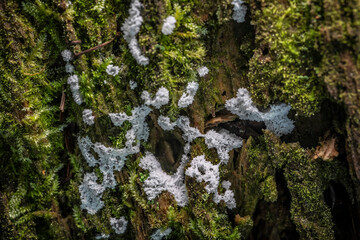 White Slime Mold Fungi Growing on Bark