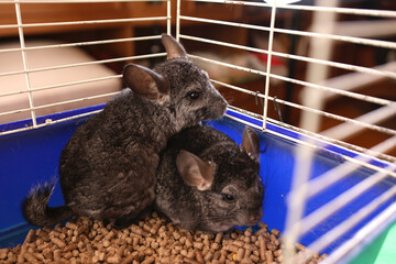 People care for and play with chinchillas.