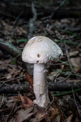 White Mushrooms Growing in Nature