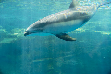 Fototapeta premium dolphin in the water