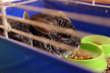 People care for and play with chinchillas.