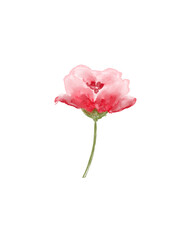 Obraz premium pink poppy flowers isolated on white background Single poppy