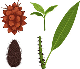 branch of a tree of Salak snake fruit with leaves