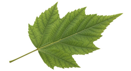 Isolated Green Maple Leaf