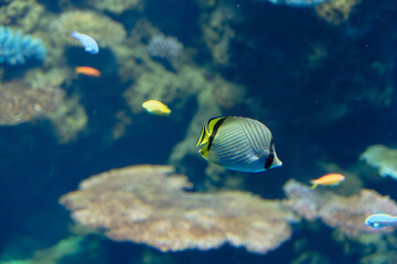 Vagabond butterflyfish (Chaetodon vagabundus)