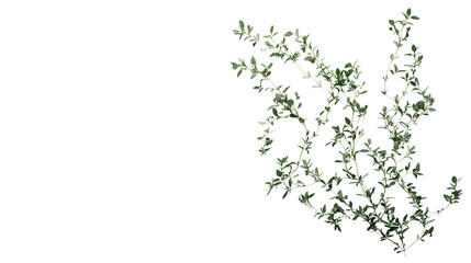 Minimalist curled thyme, Transparent background, PNG file