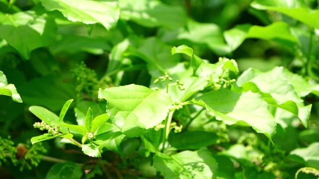 Common Sailer Butterfly: Slow Wing Flap, Taking Flight on Green Leaf (Close-up)