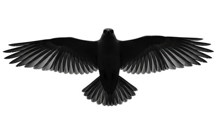 Isolated Raven Flying