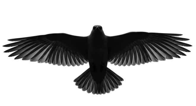 Isolated Raven Flying