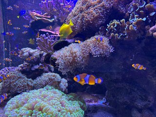 Clownfish and tropical fish swimming around colorful coral reefs in the deep blue ocean, vibrant underwater marine life scene in oceanarium or wild reef ecosystem, aquatic biodiversity in clear water