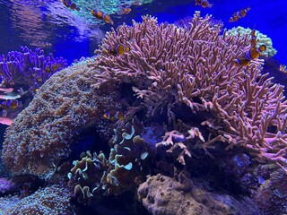 Clownfish and tropical fish swimming around colorful coral reefs in the deep blue ocean, vibrant...