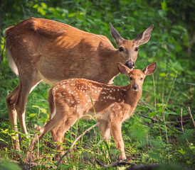 doe with fawnin in the woods